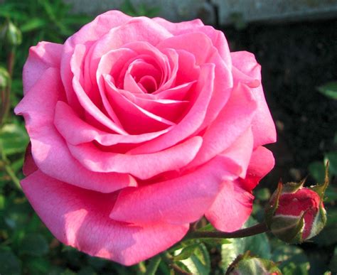 Rosa Pink Rose Arbustiva Sementes Flor Para Mudas - R$ 14,98 em Mercado ...