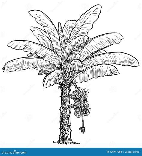 Banana Tree Illustration, Drawing, Engraving, Ink, Line Art, Vector ...