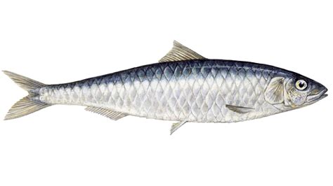 Sardine - definition and meaning with pictures | Picture Dictionary & Books