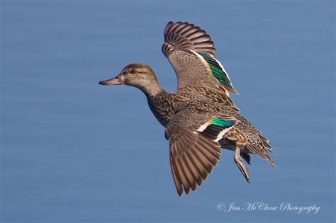 Jim McClune Photography | Birds in Flight | Green winged Teal-Female, CA