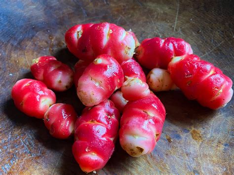 Try Oca: A Terrific Tuber! — Organically Grown Company