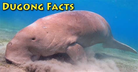 Dugong Facts, Information, Pictures & Video.