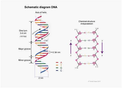 Transparent Dna Helix Clipart - Dna Double Helix Structure Model, HD ...