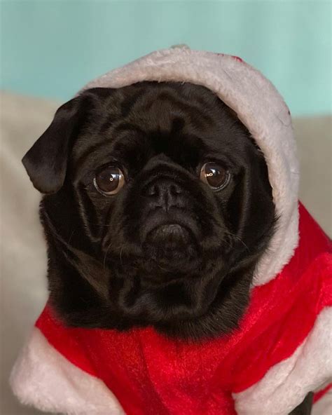 In my Christmas Eve outfit. : r/pug