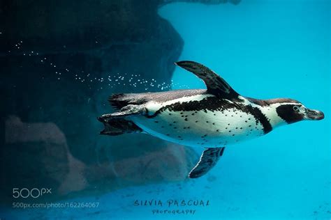 Penguin swimming underwater by spcoca | Penguins, Cute penguins ...