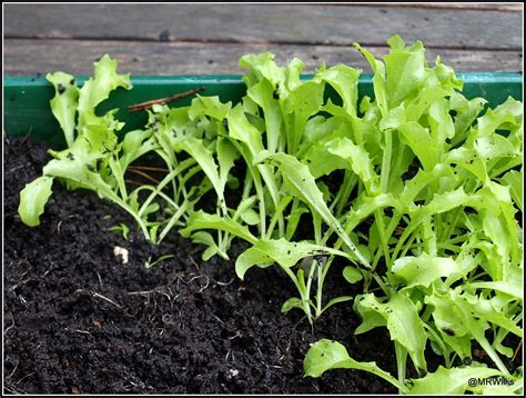 Mark's Veg Plot: Pricking-out Endive seedlings