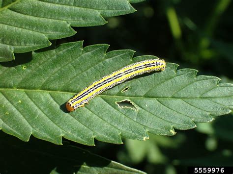 Caterpillars & Cannabis - How to Identify & Get Rid of Bugs Quickly!