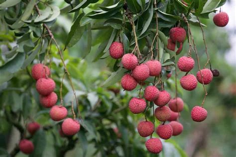 Top 15 Steps to Boost Litchi/Lychee Yield: How to Increase Fruit Size ...