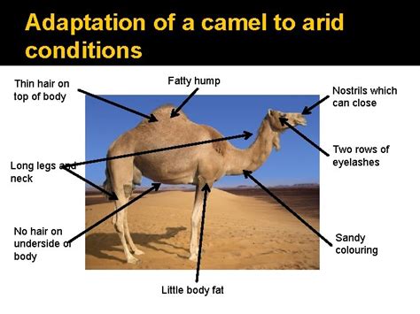 Adaptations Interdependence and adaptation Summary of Specification ...