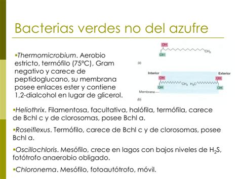 Microorganismos fotosintéticos