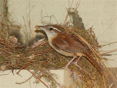 wren | House Wren feeding her babies | kdmclemore | Flickr