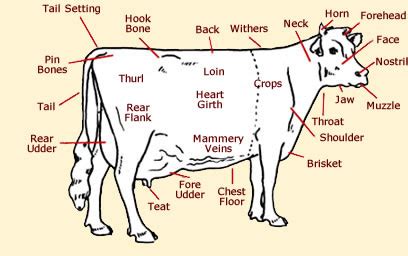 Label the External Parts of the Beef Cow on the Diagram Below - Gordan ...