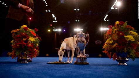 National Dog Show: Revisit previous Best in Show champs - CNN