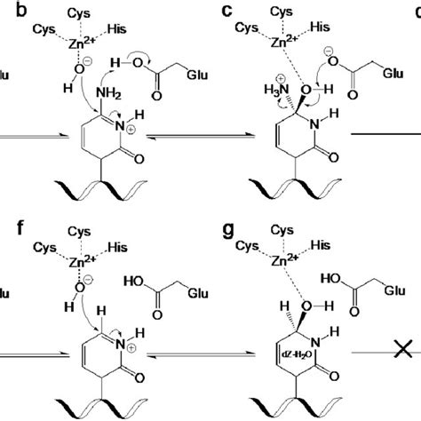 Mechanism of deamination by A3 enzymes on dC and dZ showing key ...