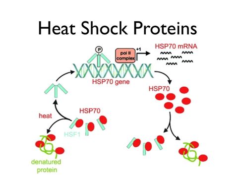 Chaperone Proteins