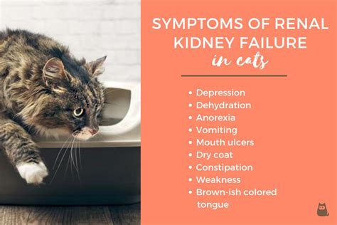 Feline Kidney Disease Stages | tunersread.com