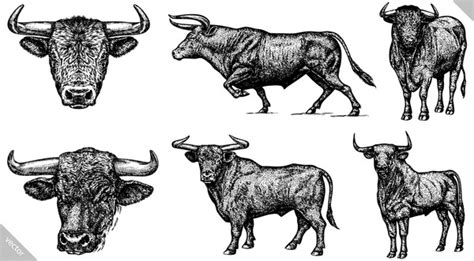 33,681 Bull Head Drawing Royalty-Free Images, Stock Photos & Pictures ...