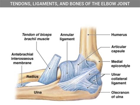 Elbow Joint Diagram