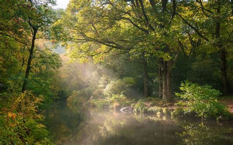 Britain's woodland Beautiful Forest, Most Beautiful, Dartmoor National ...