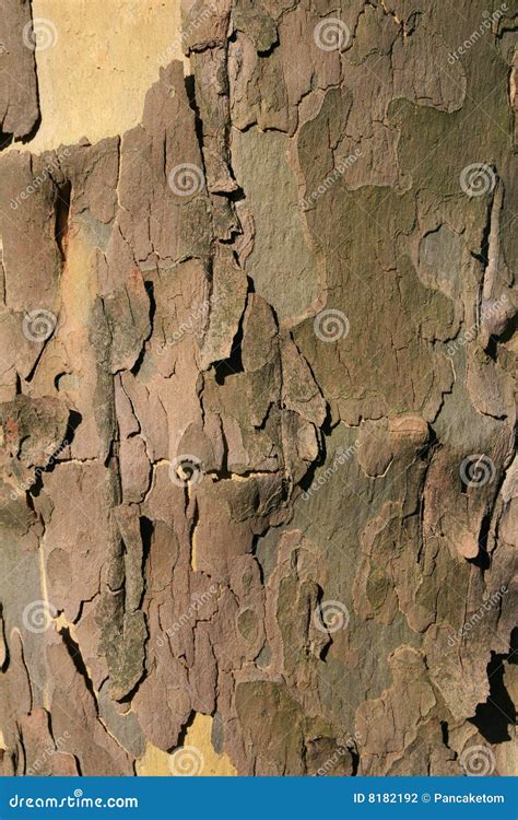 Sycamore Tree Bark Stock Photography - Image: 8182192