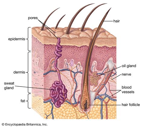 What is sebum and how does it affect acne – DRSQ