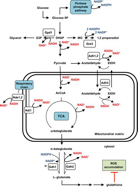 Schematic representation of some yeast NADH- and NADPH-dependent ...