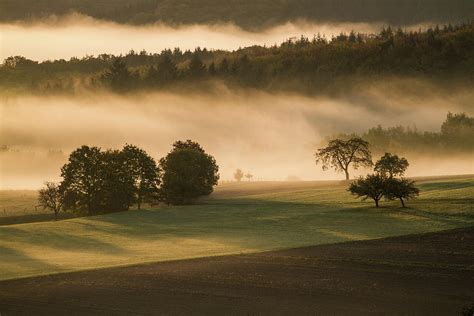 Early Morning Fog Forest