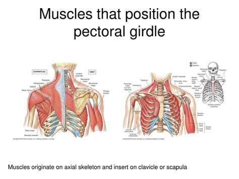 PPT - Skeletal muscles part 2 PowerPoint Presentation, free download ...