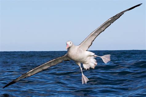 Albatross Facts | Wandering Albatross Wingspan | DK Find Out