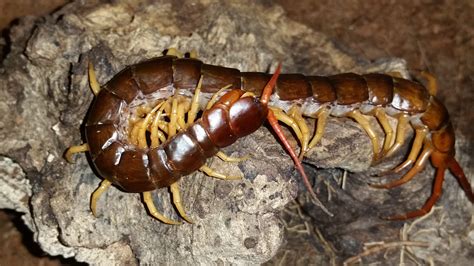 Scolopendra-subspinipes-for-sale