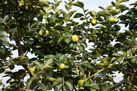 What Does a Persimmon Tree Look Like? » Top Tips