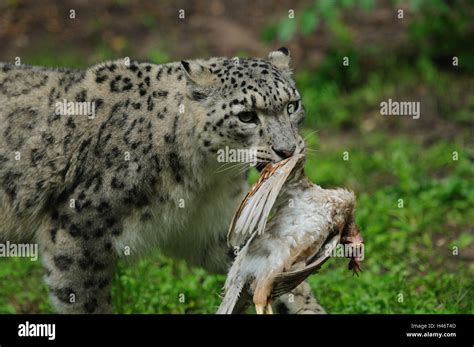 Snow leopard, Uncia uncia, half portrait, side view, walking, prey in ...