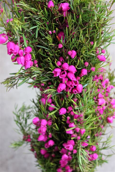 Boronia | Stevens and Son Wholesale Florist