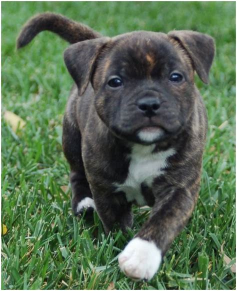 Staffordshire Bull Terrier - Puppies, Rescue, Pictures, Breeders ...