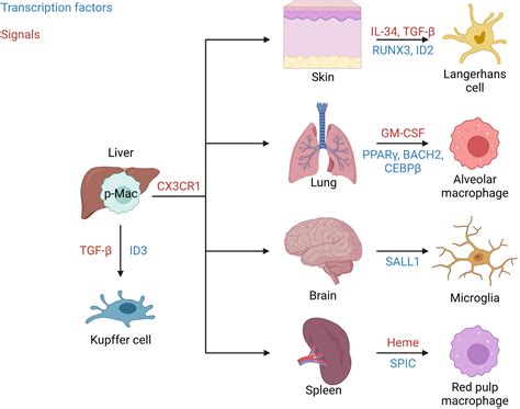 Frontiers | Resident macrophages of the lung and liver: The guardians ...