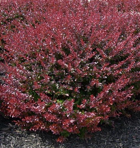 A popular, low-maintenance, dwarf barberry with glistening red foliage ...