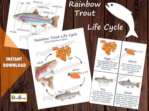 Fish Activities, Homeschool Activities, Biology Poster, Printable Cards ...