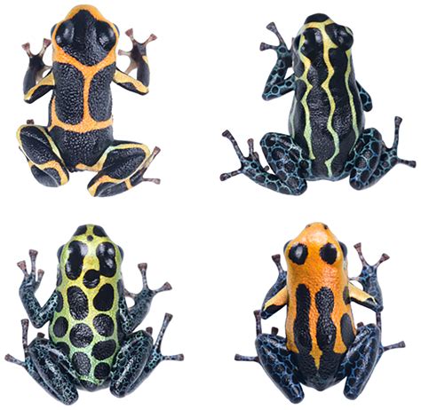 A histological analysis of coloration in the Peruvian mimic poison frog ...