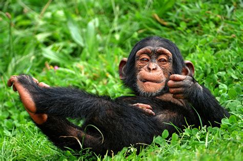 Chimpanzee Wallpapers - Top Free Chimpanzee Backgrounds - WallpaperAccess