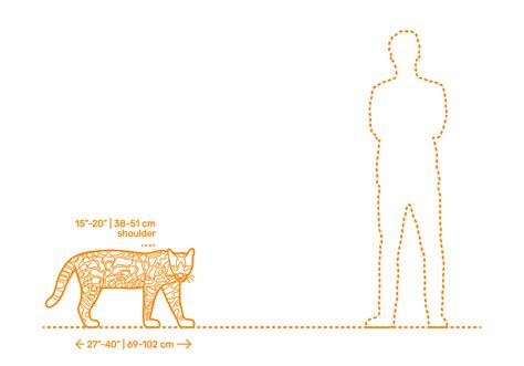 Big Cat Size Comparison Chart