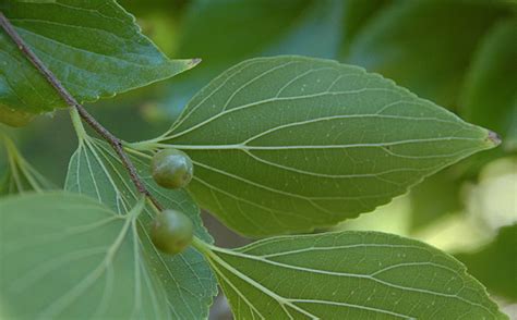 Celtis sinensis | Landscape Plants | Oregon State University