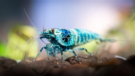 Aquarium Macro Photography of Ornamental Shrimp