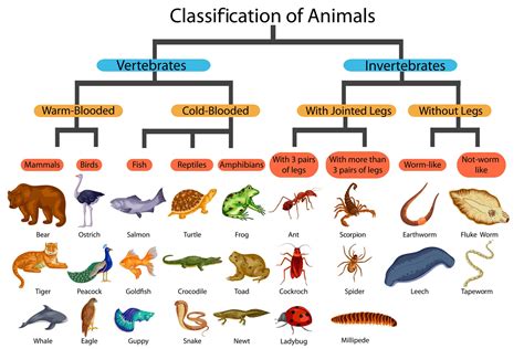 Kingdom - A-Z Animals