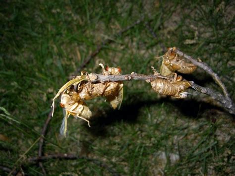 Brood XIII cicadas by James P - Cicada Mania