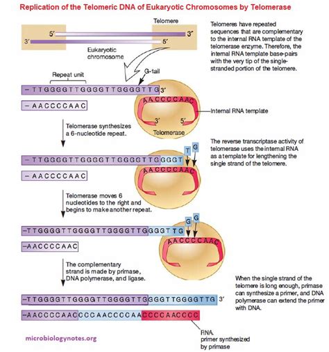 DNA Replication in eukaryotes: Initiation, Elongation and Termination