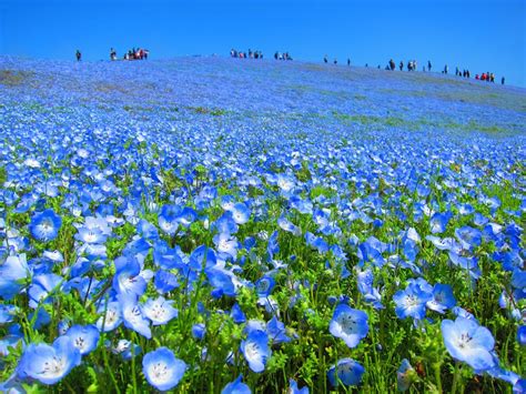 Free stock photo of baby blue, blue meadow, flower hill