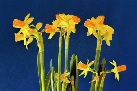 Miniature Daffodils Photograph by Sharon M Connolly - Fine Art America