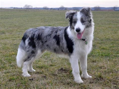 Border Collie Blue Merle | Border Collie, Collie puppies, Blue merle