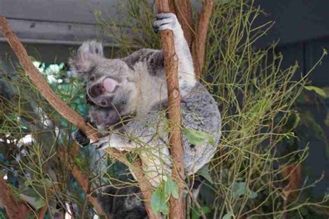 Hugging a Koala in Australia - It's Unforgettable - Muy Linda Travels