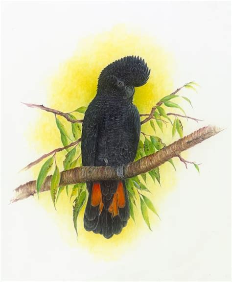 Red-Tailed Black Cockatoo painting by Roy Aplin